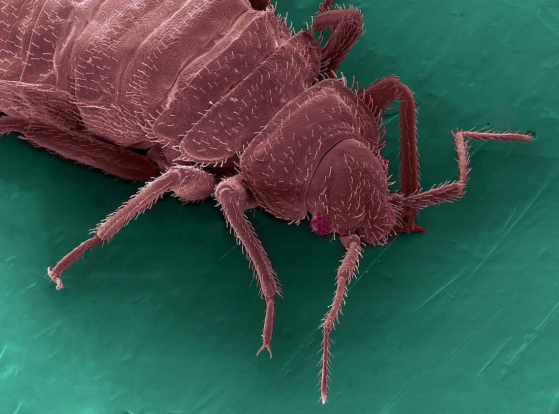 Bedbug,Cimex Lectularius,SEM