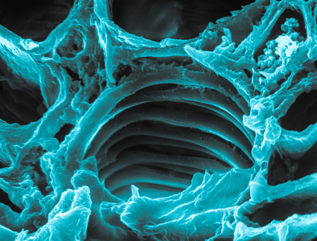 Marijuana Stem Section,SEM