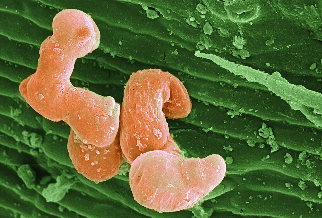 Marijuana Stem with Trichomes,SEM