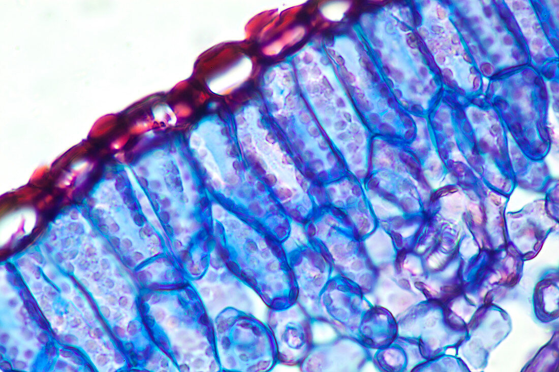 Section of a Rosemary Leaf
