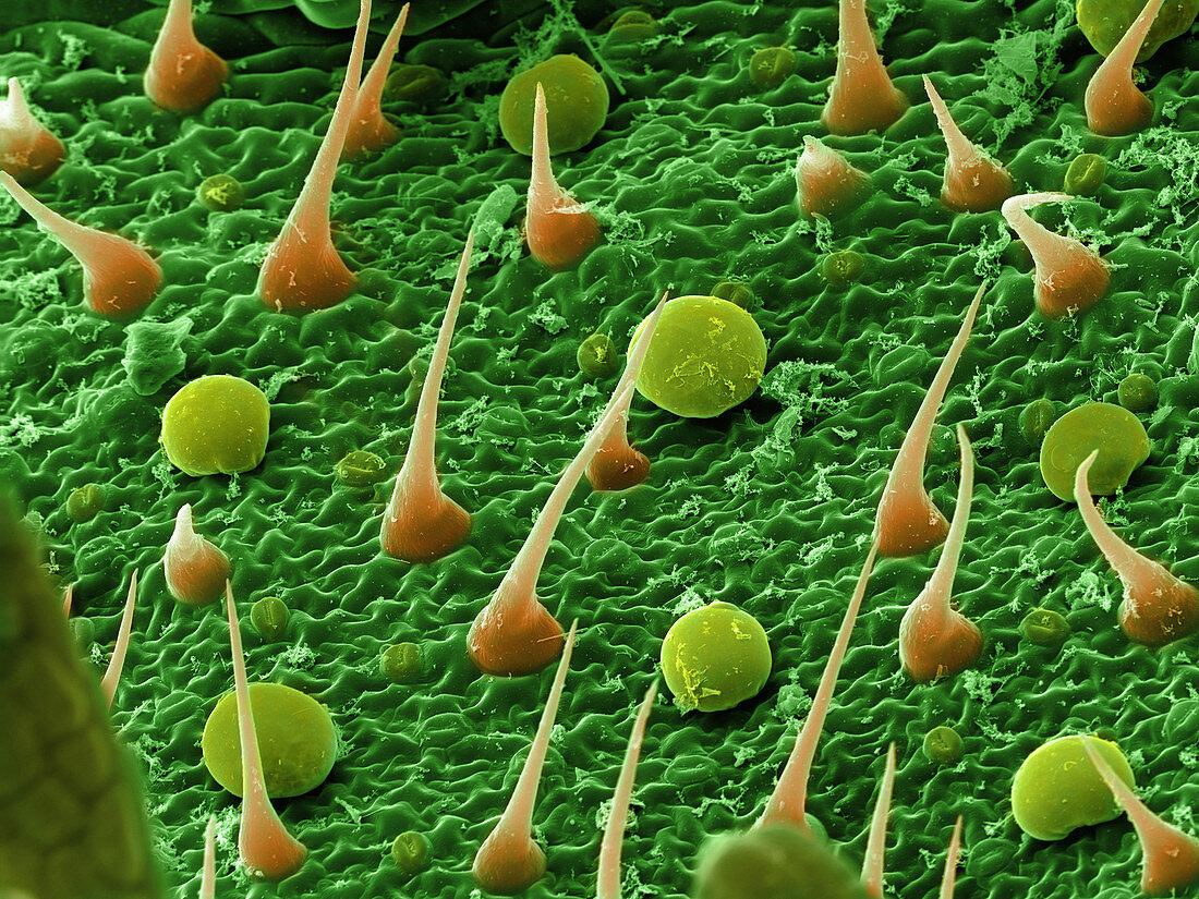 Marijuana Leaf,Cannabis sativa,SEM