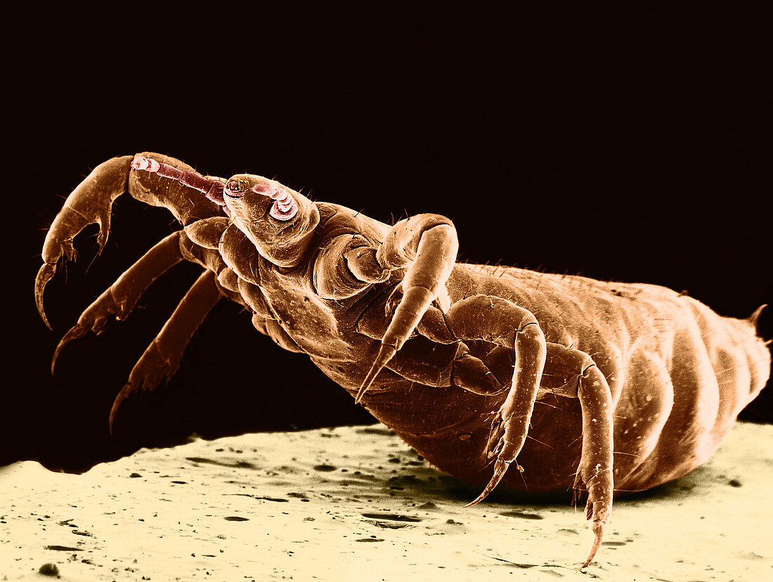 Human Body Louse,SEM