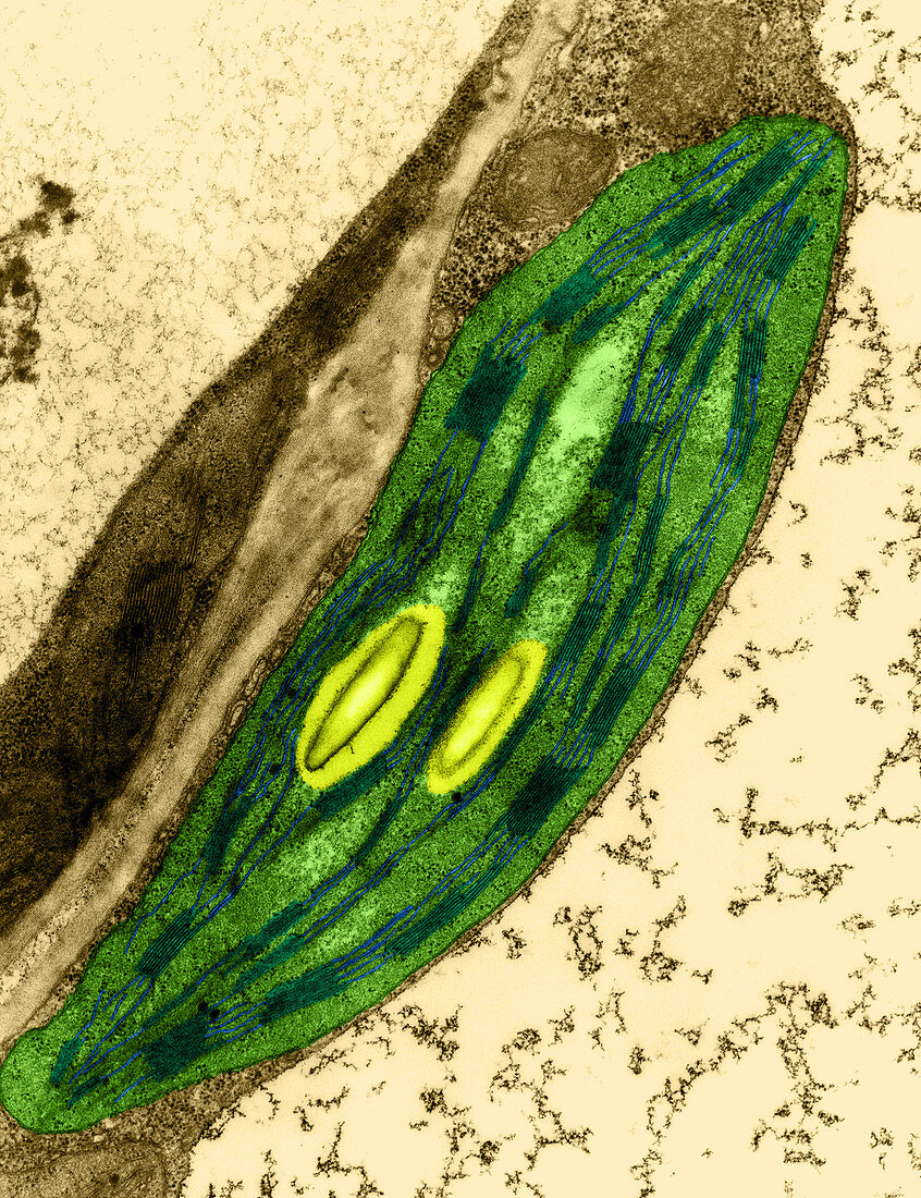 Broad Bean Chloroplast (TEM)