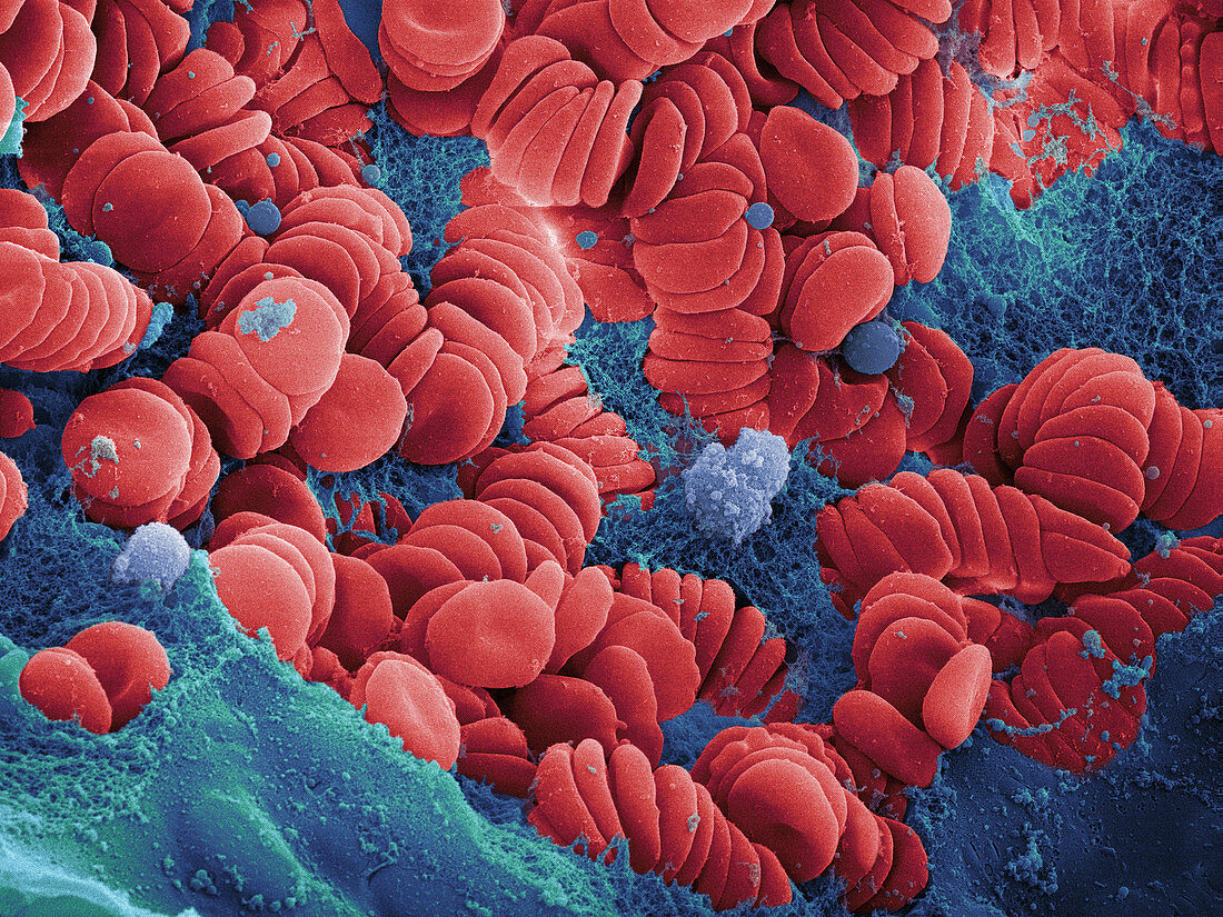 Human Red Blood Cells,SEM