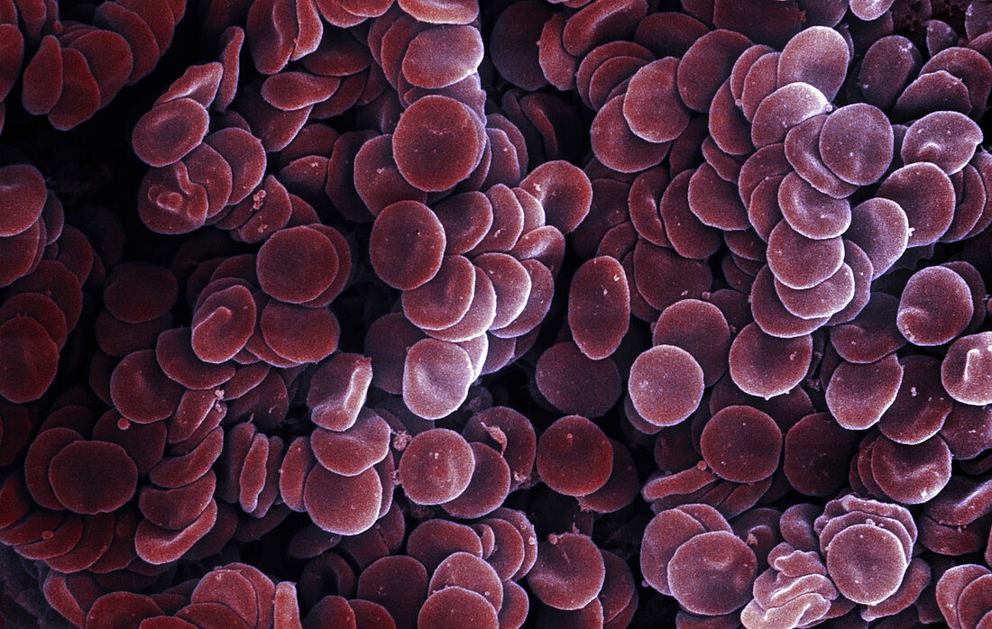 Human Red Blood Cells,SEM