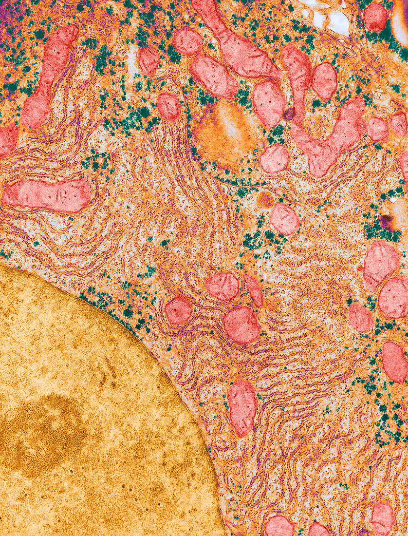 Hepatic Parenchymal Cell,TEM