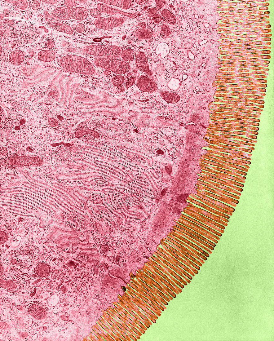 Microvilli,TEM