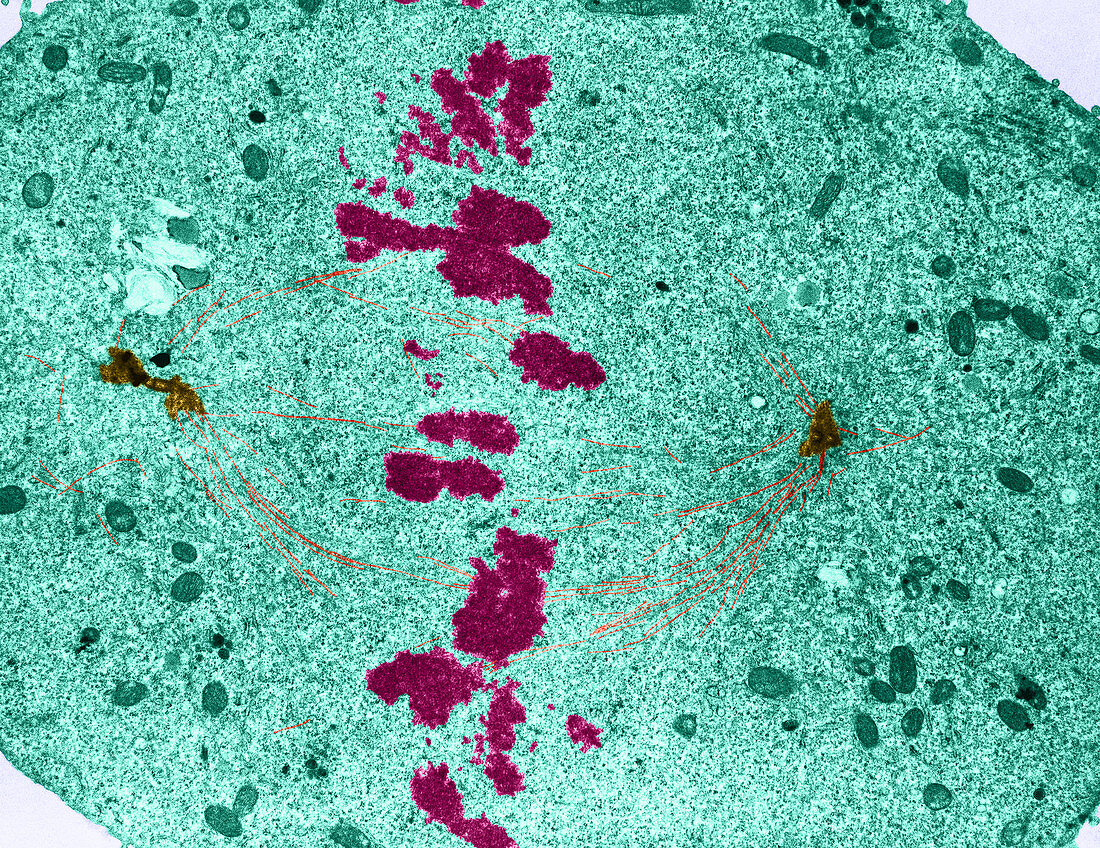 Mitosis,Metaphase,TEM