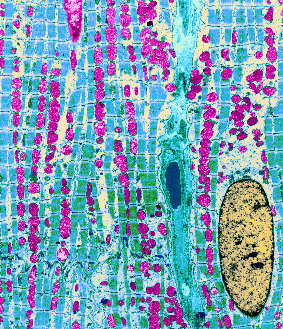 Cardiac Muscle,Sarcomeres,Mitochondria