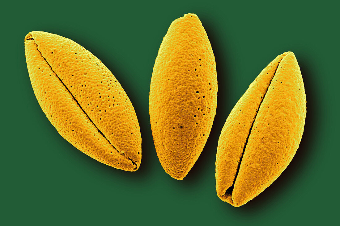 Asparagus Pollen,SEM