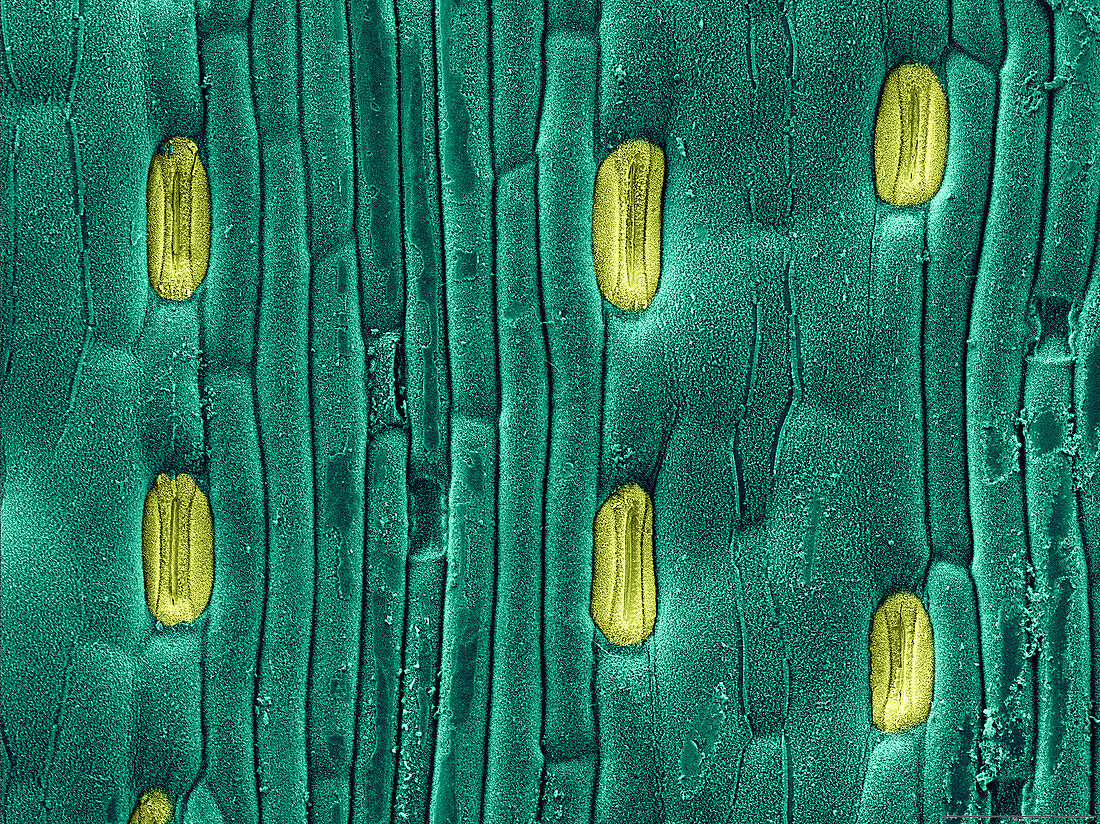 Wheat Leaf Stomata,SEM