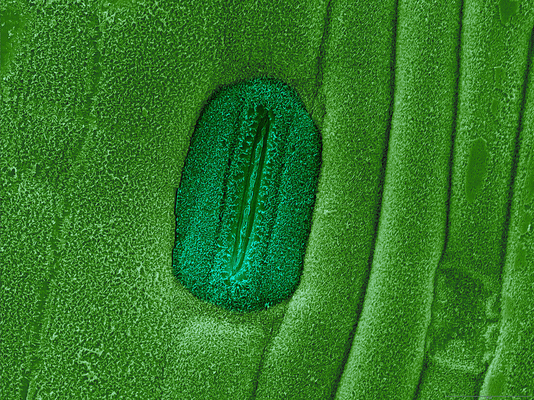 Wheat Leaf Stomata,SEM