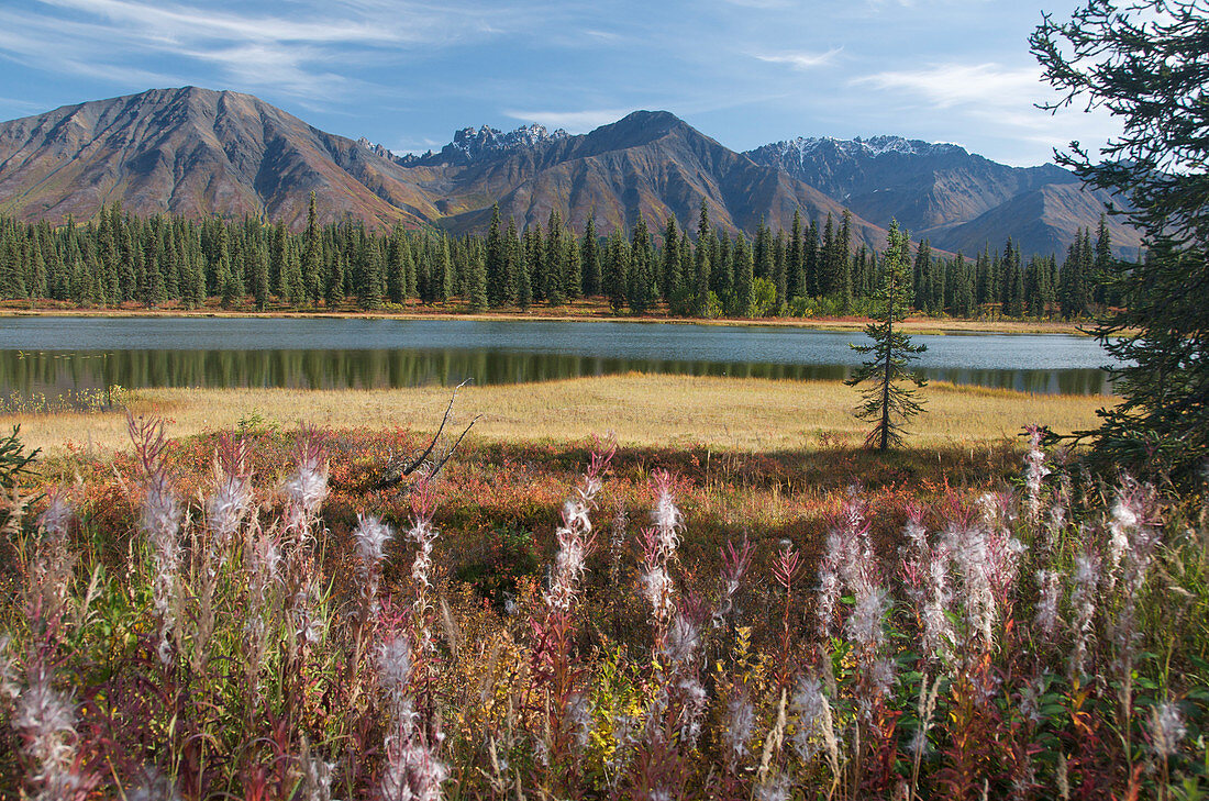 Fireweed seeding with Alaska Range