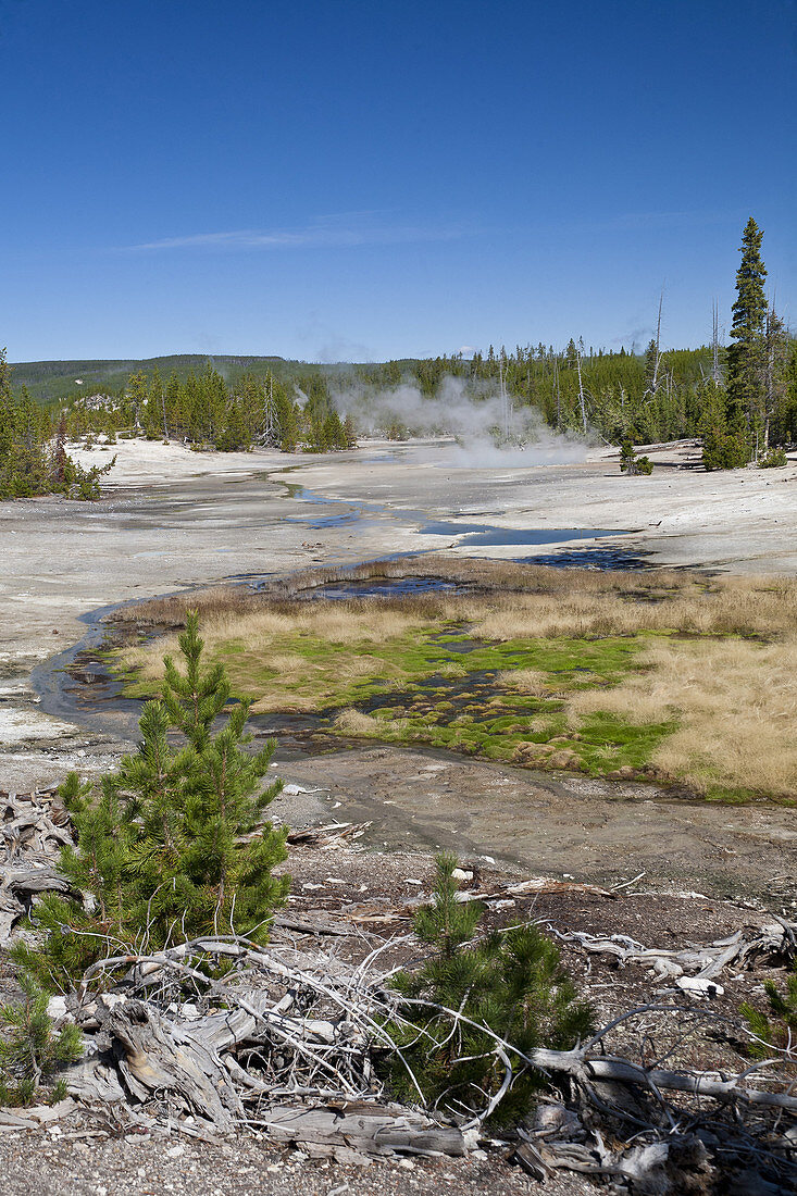 Geothermal Area,Yellowstone