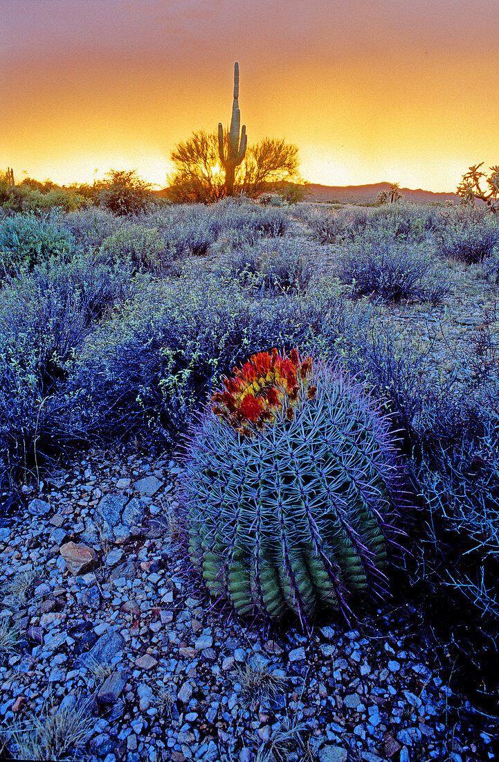 Sonoran Desert at Dusk