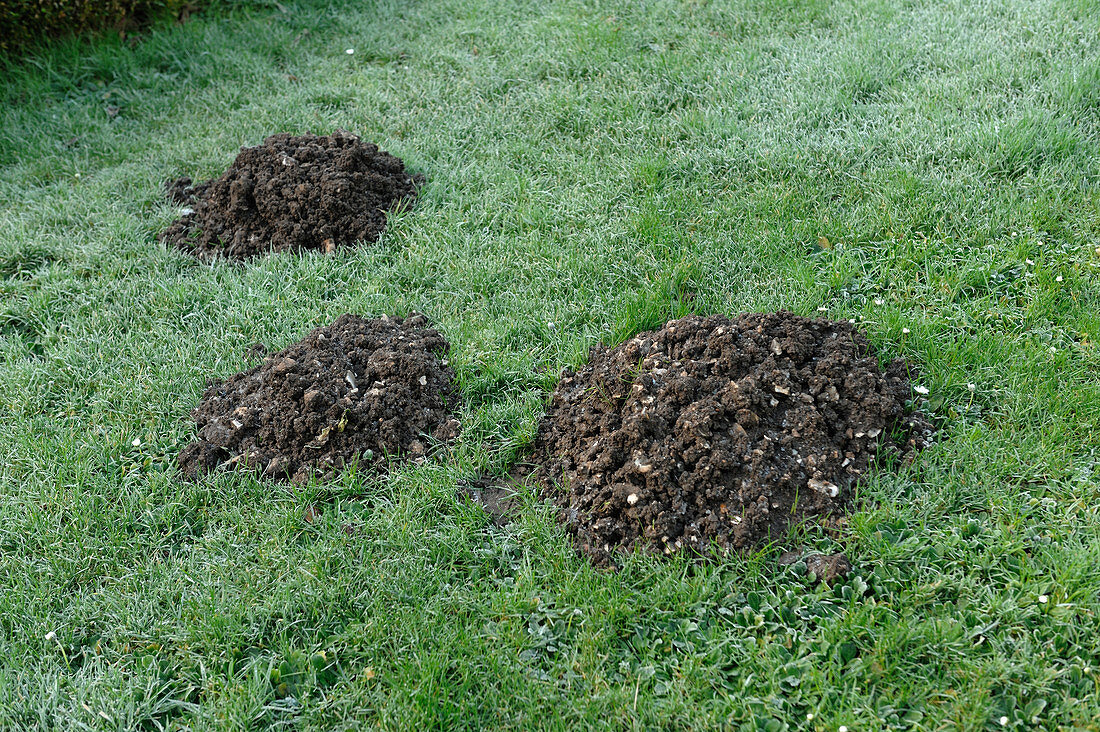 Molehills in Garden Lawn