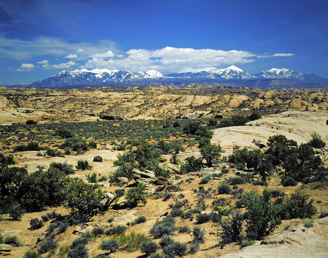 Petrified Dunes and LaSal Mountains