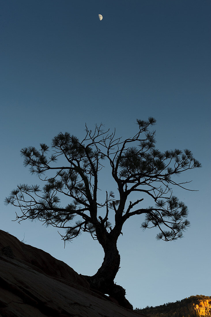Silhouetted Ponderosa Pine