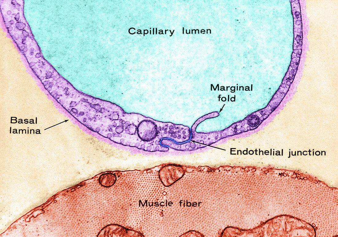 Muscle Capillary,LM