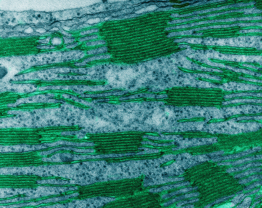 Chloroplast in Corn Leaf Cell,TEM
