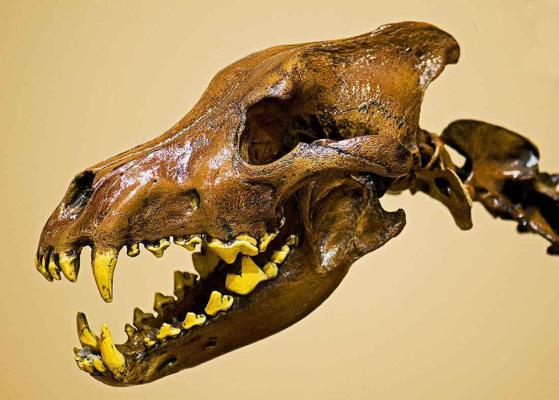 Dire Wolf Skull Fossil