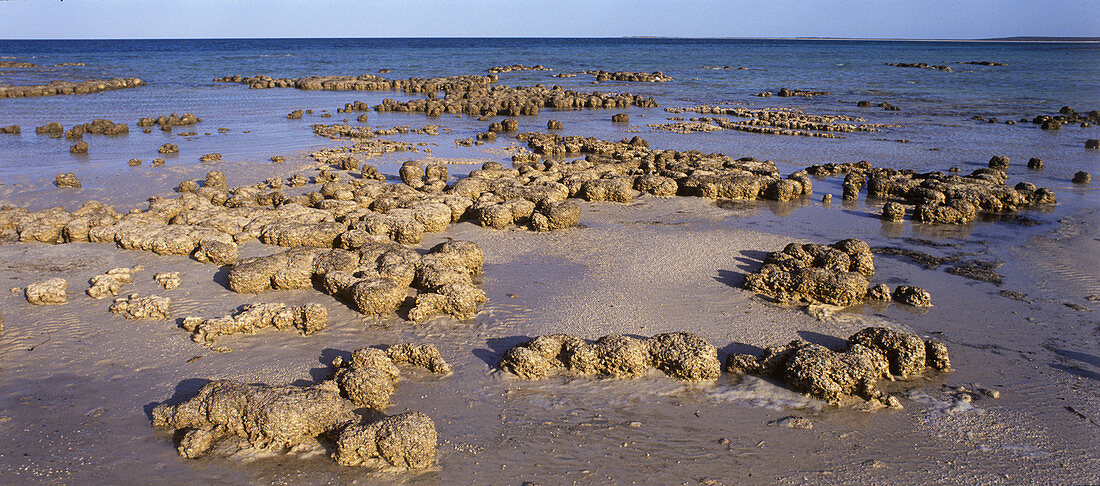 Stromatolites in Shark Bay,Australia