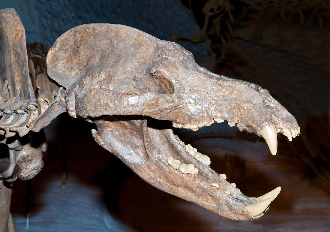 Giant Bear Dog Fossil