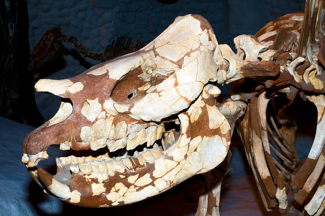 Prehistoric Rhinoceros Skull Fossil