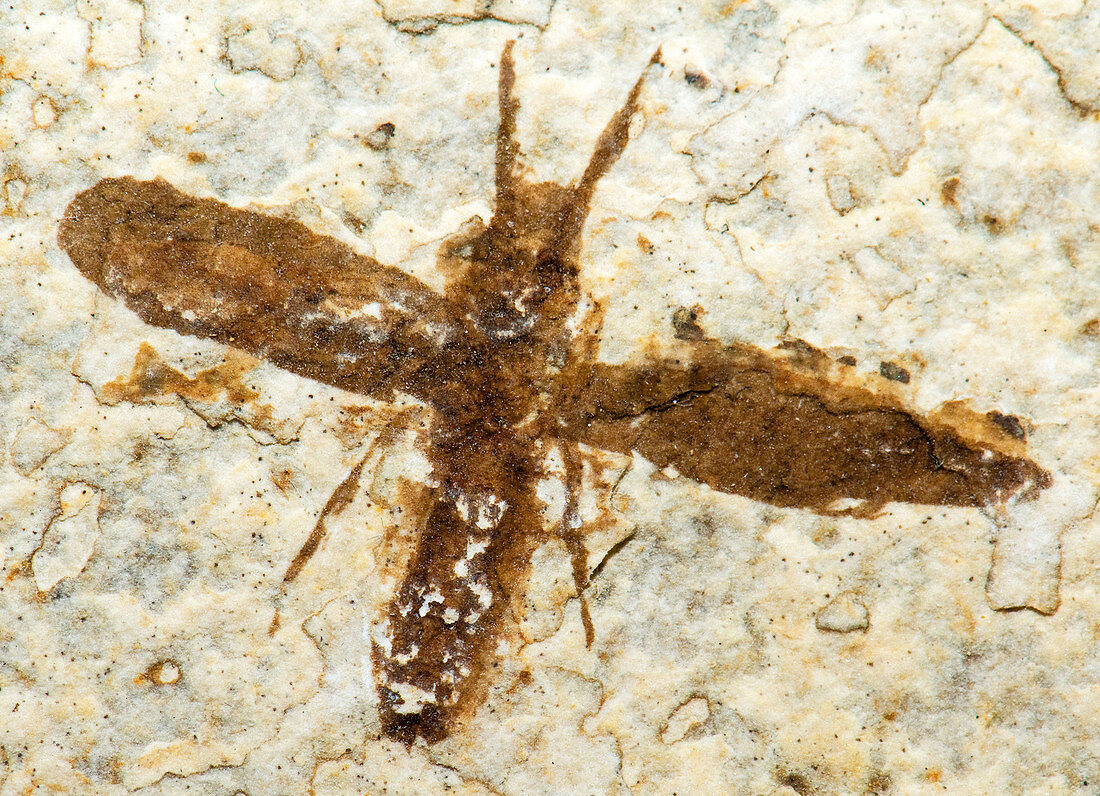 Insect Fossil