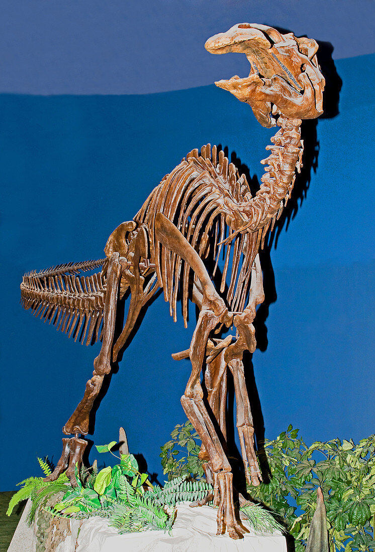 Edmontosaurus Fossil