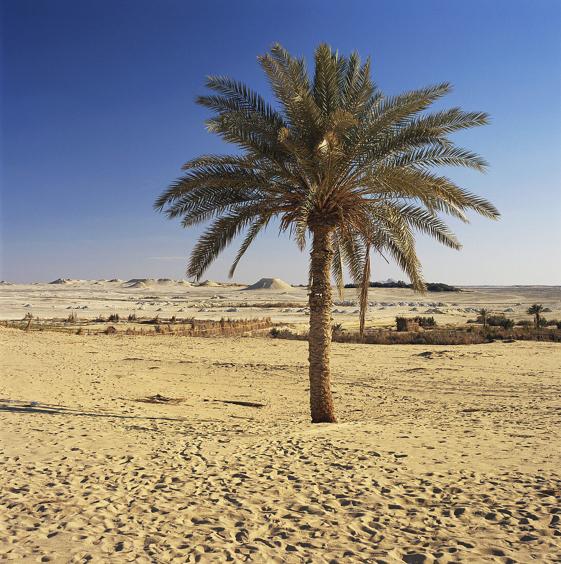 Palm Tree in Egypt