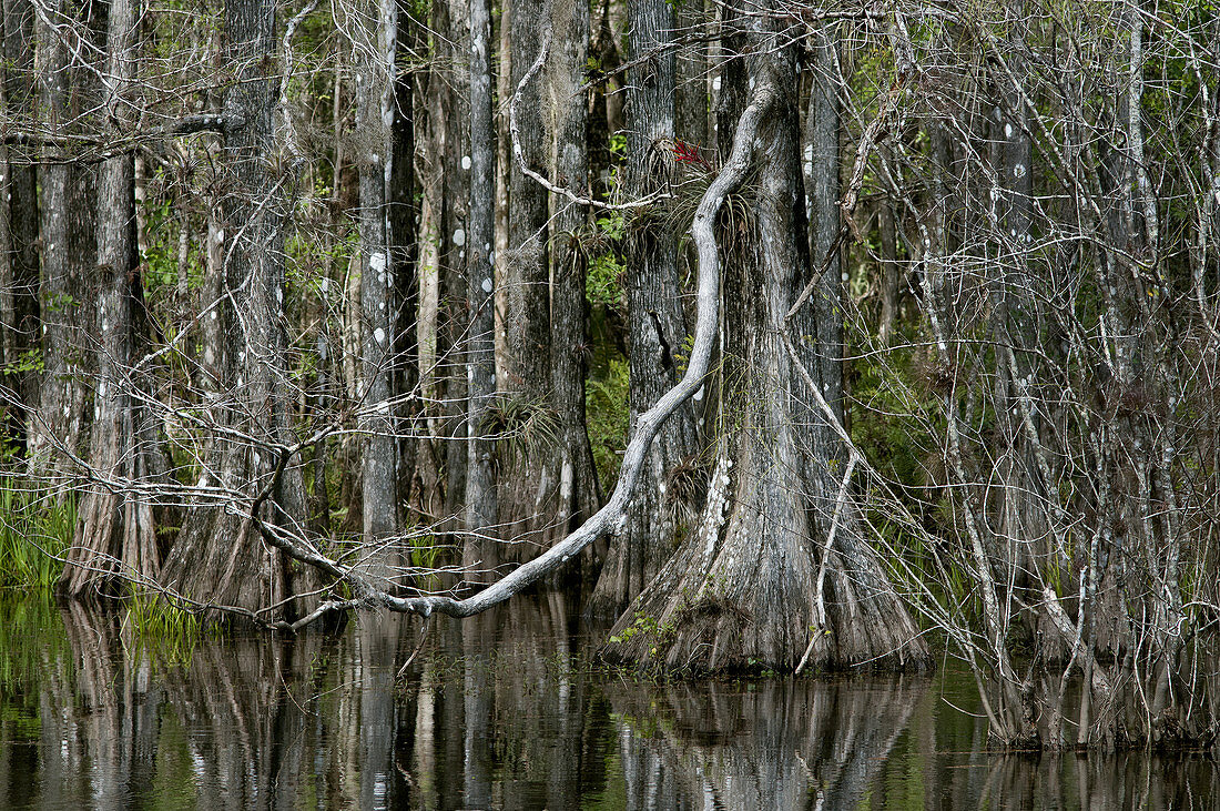 Bald Cypress Swamp,Florida