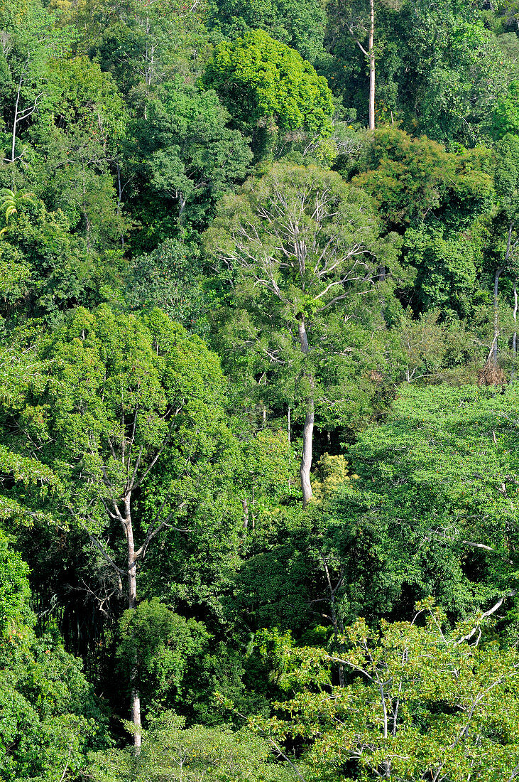 Rainforest canopy,Indonesia