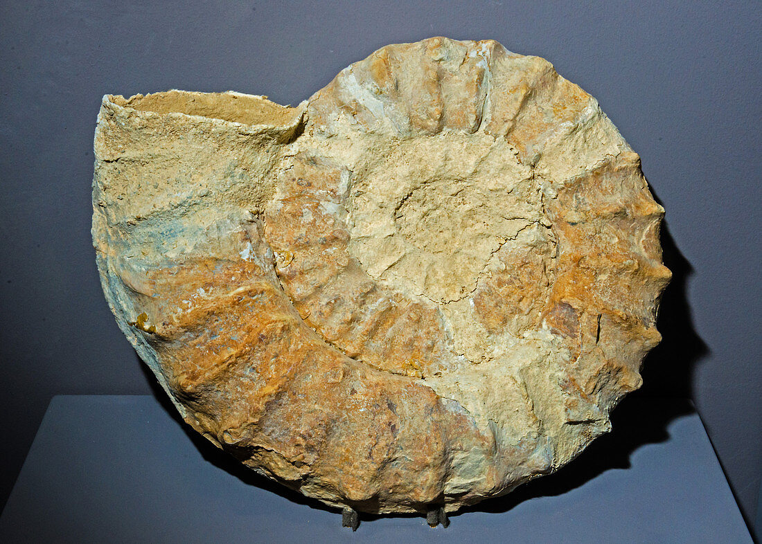 Ammonite Dactylioceras Fossil