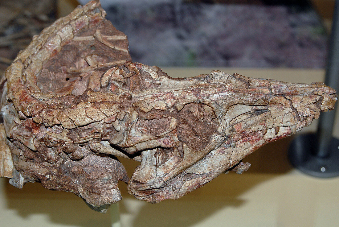 Dromicosuchus grallator