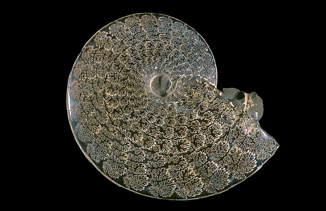 Ammonite Fossil