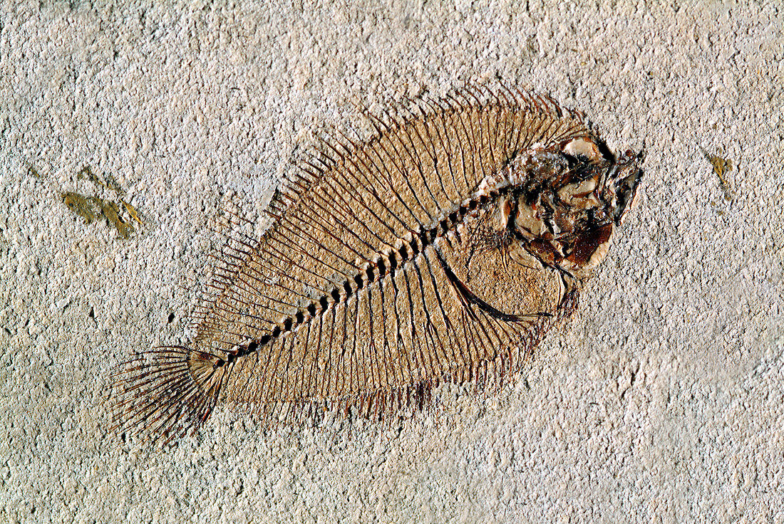 Fossil flatfish