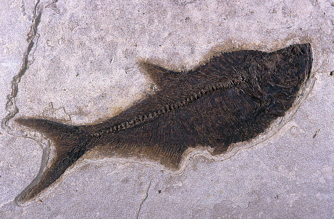 Herring Fossil