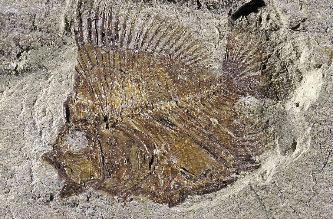Fossil Deep-sea Fish