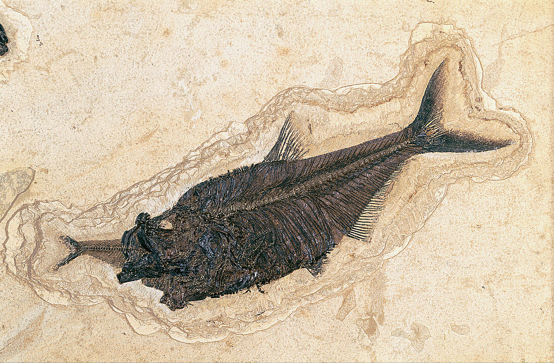Fossil fish devouring another