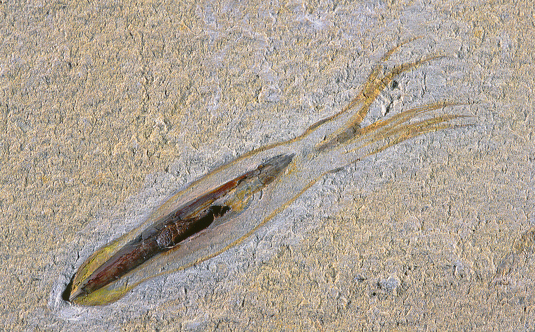 Squid Fossil