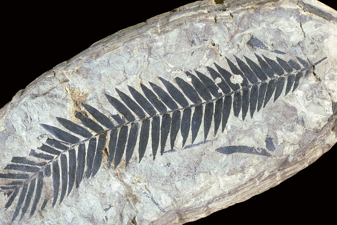 Fossil Cycad
