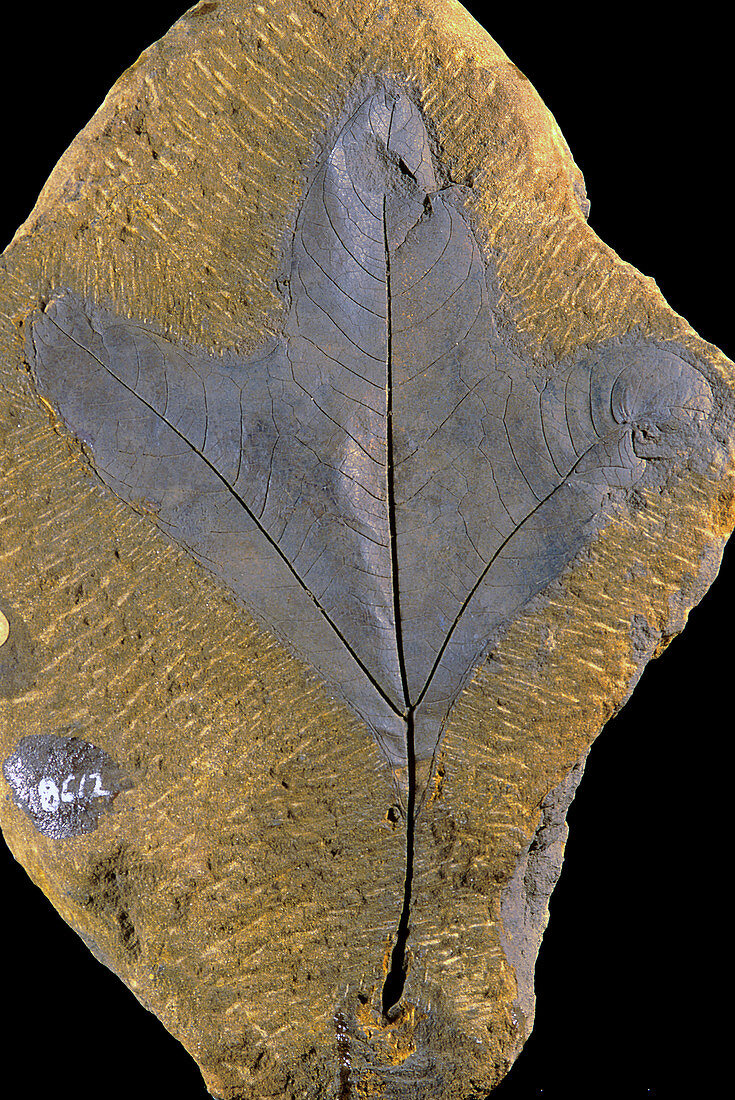 Fossilized Sassafras leaf