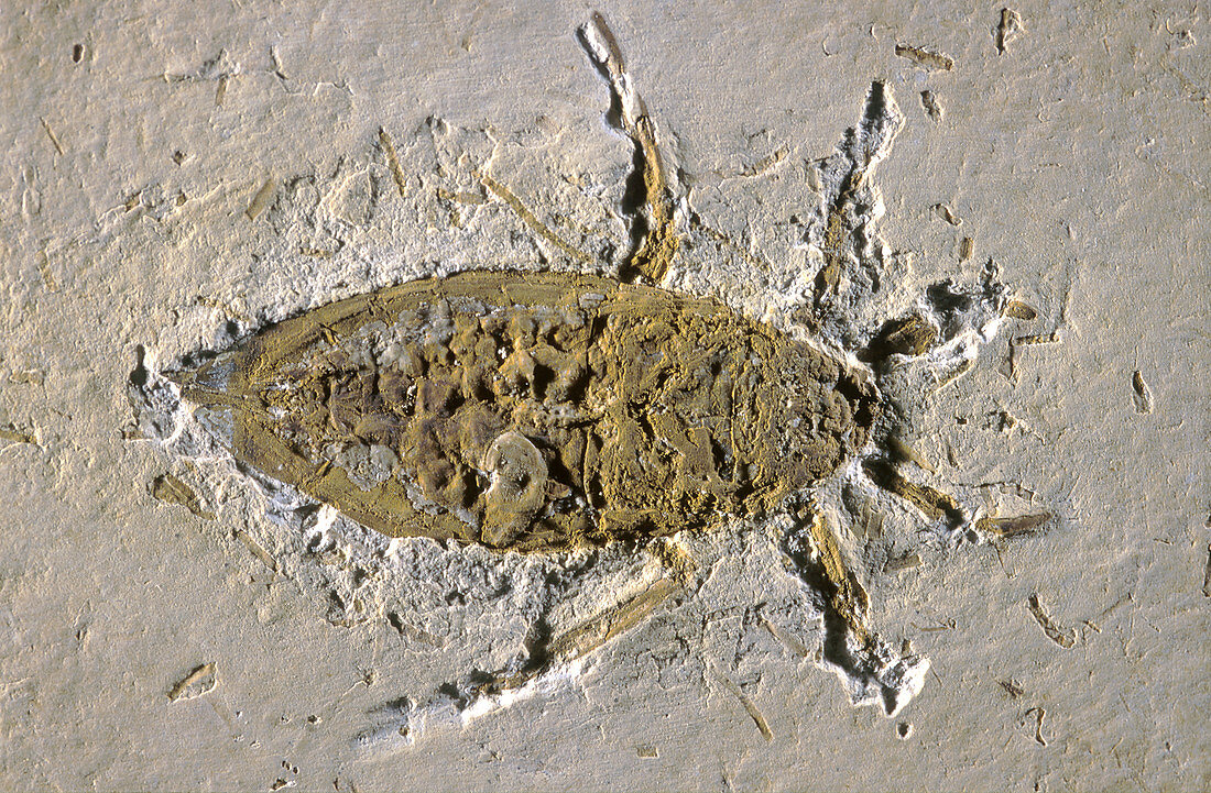 Water Beetle Fossil