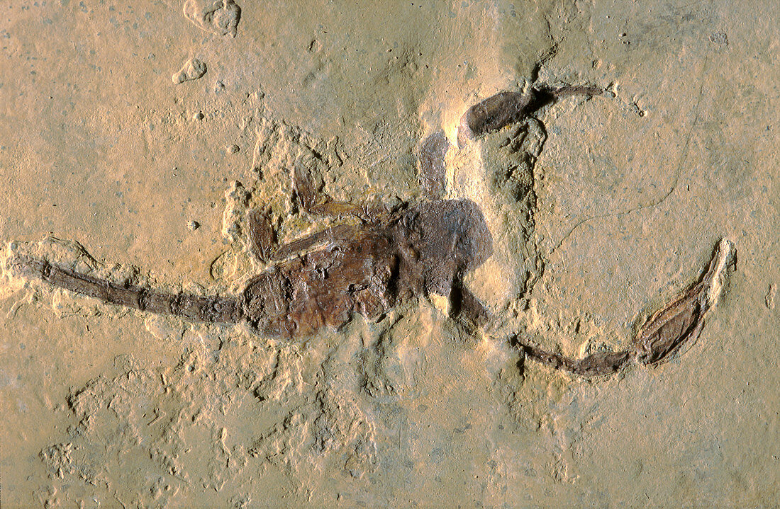 Fossil Scorpion