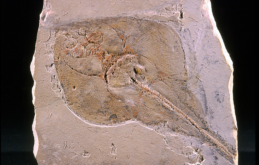 Fossil Ray
