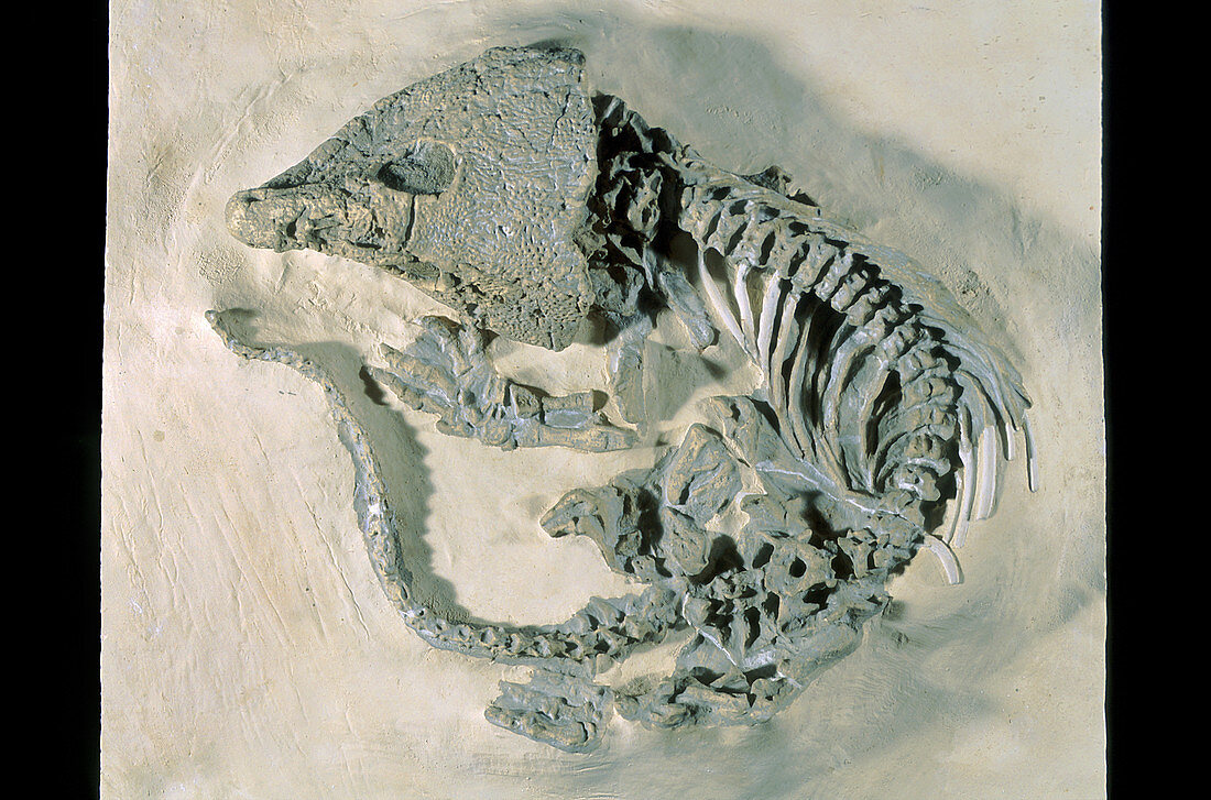 Labidosaurus Fossil