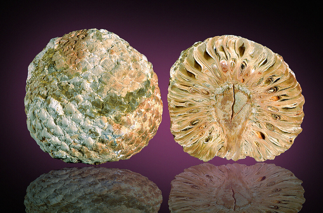 Araucaria fossil