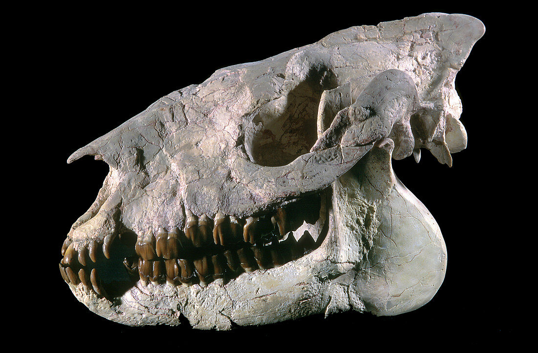 Hyracodon fossil