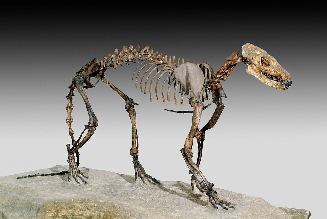 Extinct Beardog Skeleton